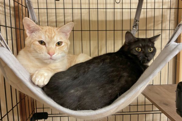 ハンモックでくつろぐ猫