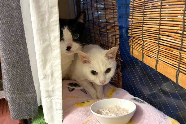 ペットシッターが訪問した際の猫ちゃんの様子