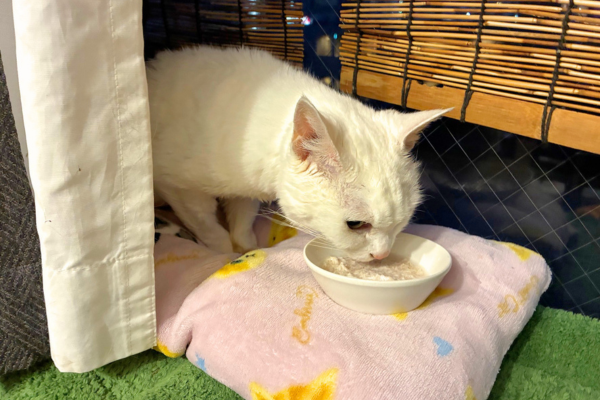 ペットシッターからごはんをもらう猫ちゃんの様子