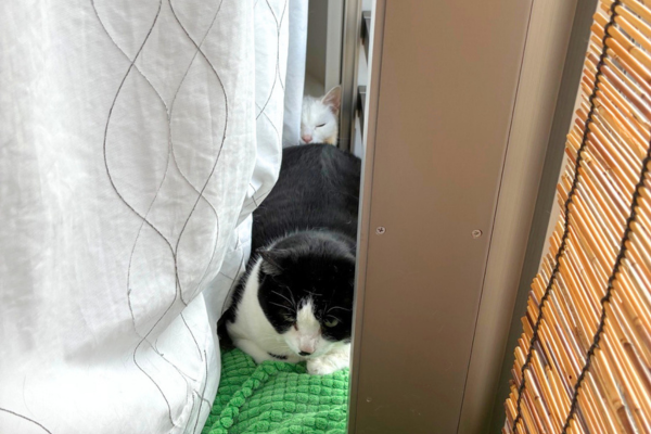 ペットシッターが訪問した際の猫ちゃんの様子