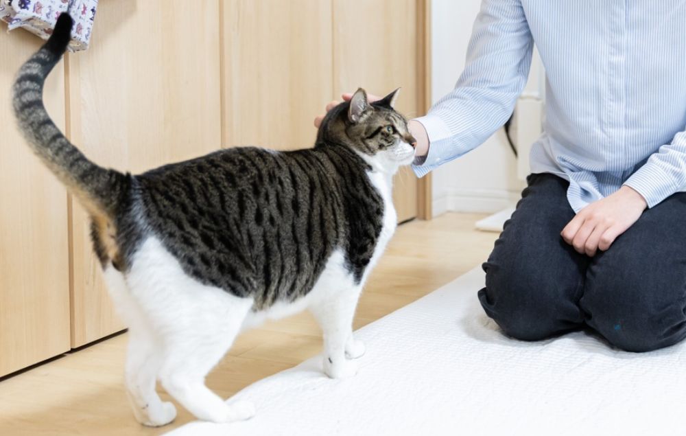 自宅の中でペットシッターに撫でられる猫の様子