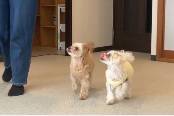 ごはんを持ったペットシッターを追いかける犬
