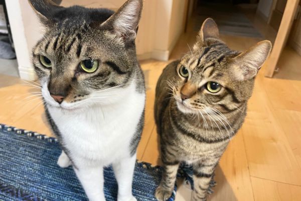 ペットシッターを見つめる猫2匹