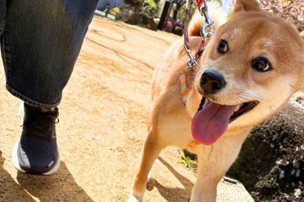 ペットシッターと一緒に散歩をしている犬
