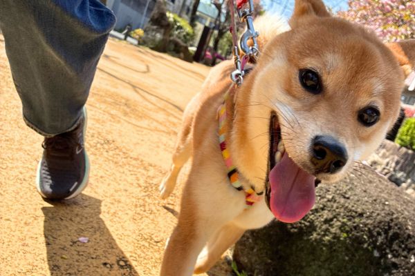 ペットシッターと一緒に散歩をしている犬