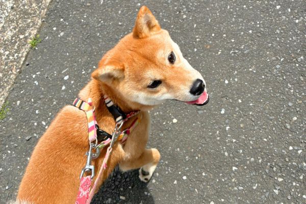 ペットシッターと一緒に散歩をしている犬