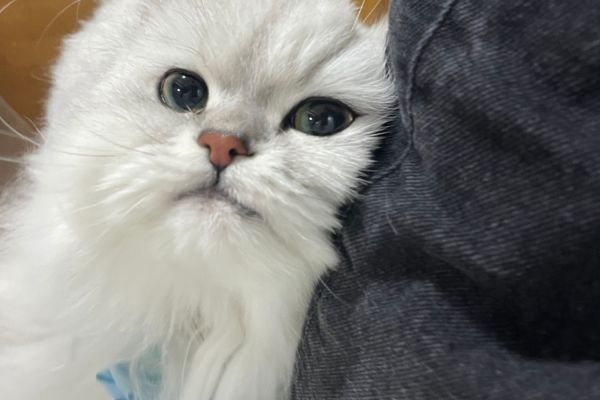 ペットシッターにすりよる猫