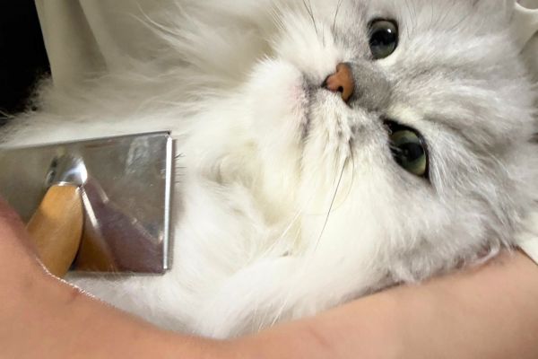ペットシッターにブラッシングされる猫