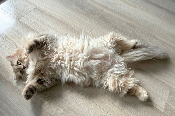 お留守番中もペットシッターと一緒でくつろぐ猫