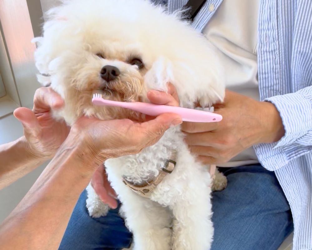 歯みがき教室で歯みがきを頑張る犬