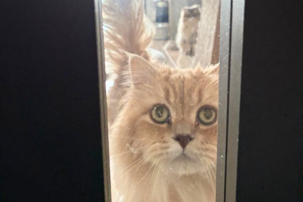 ペットシッターの来訪を出迎える猫