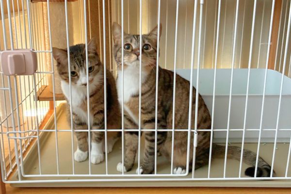 ペットシッターの来訪を出迎える猫