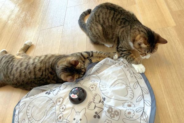 自宅の中で楽しそうに遊ぶ猫