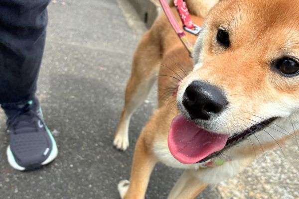 ペットシッターとお散歩をする犬