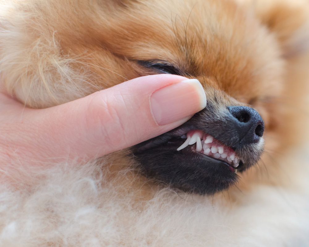 人に歯を触れられる犬