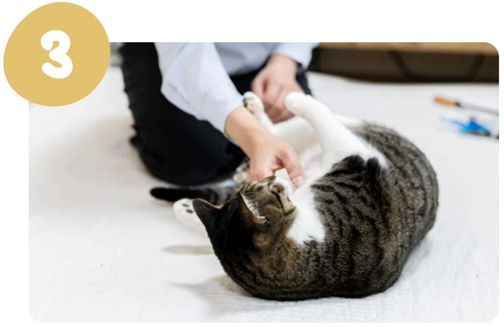 ペットシッターが猫と遊ぶ様子