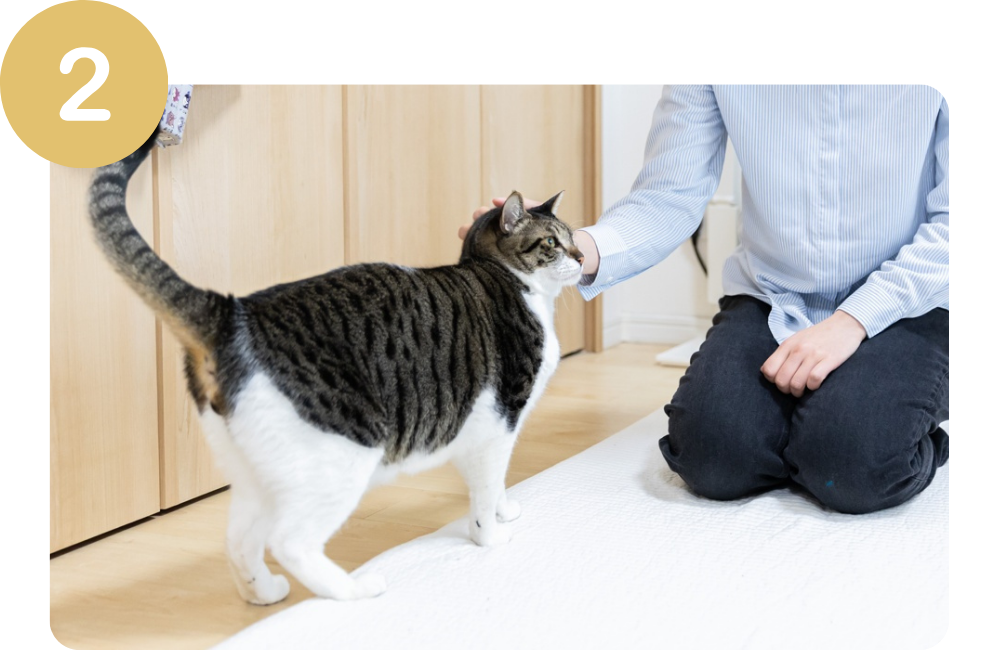 ペットシッターが猫を撫でる様子