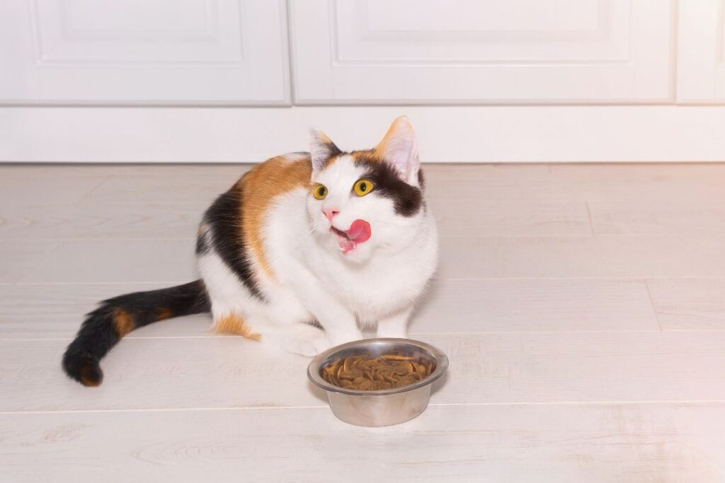 おいしそうにごはんを食べる若い猫