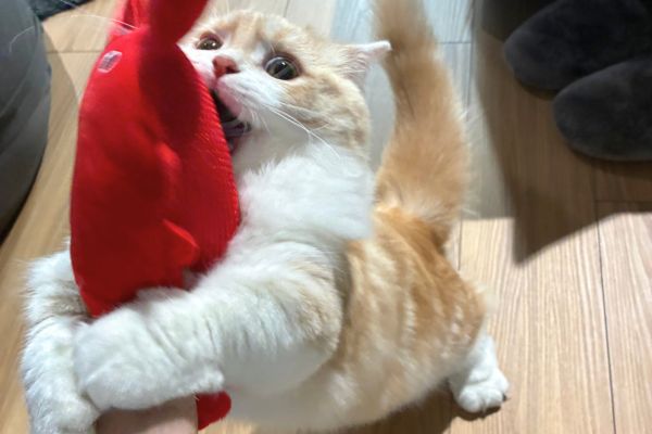 ペットシッターと猫用おもちゃで楽しそうに遊ぶミヌエット