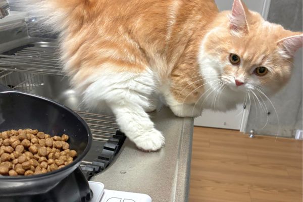 ペットシッターがご飯の準備をするのを心待ちにしてい様子のマンチカン