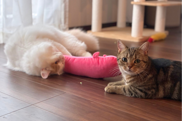 2匹の猫がおもちゃで遊んでいる様子