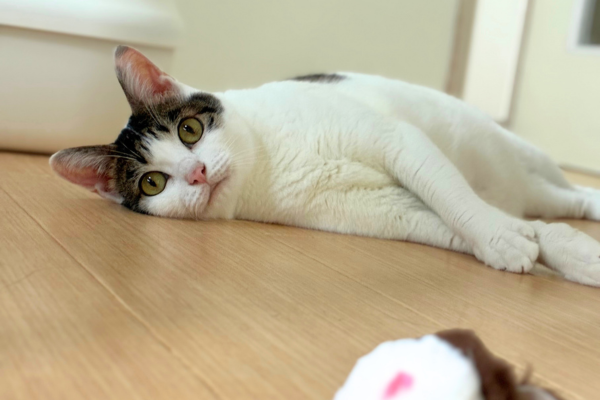 ペットシッターと遊んで満足している猫