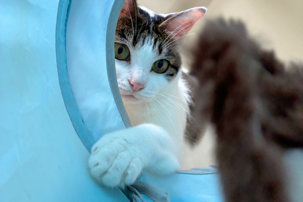 ペットシッターとおもちゃで楽しそうに遊ぶ猫