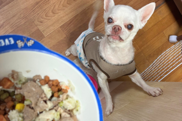 ペットシッターが用意したごはんを待ち遠しそうに見つめる犬