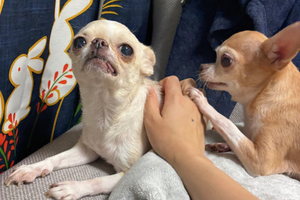 ペットシッターに撫でられて気持ちよさそうな犬と次に撫でてほしい犬